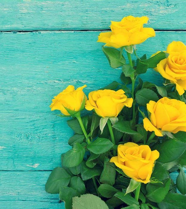 Featured image of post Beautiful Yellow Rose Background