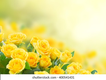 images Beautiful Yellow Rose Background