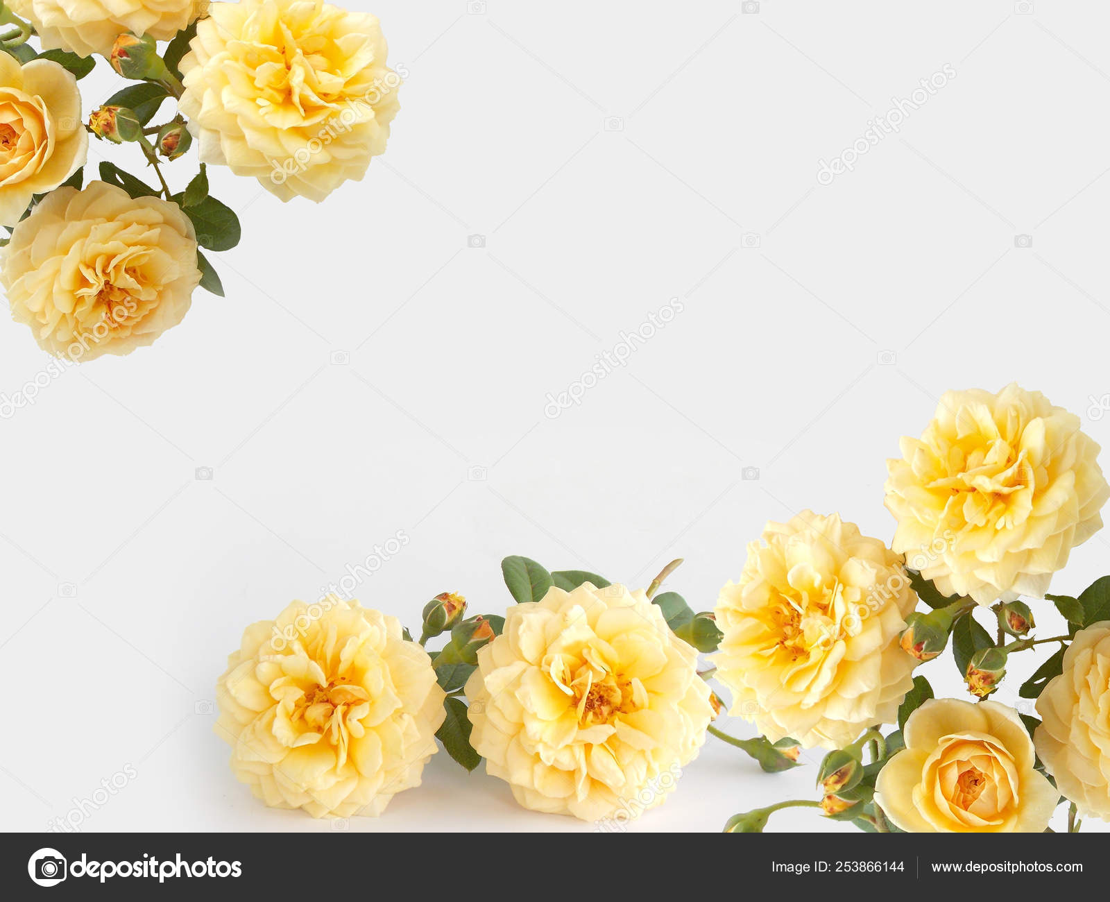 pic Beautiful Yellow Rose Background