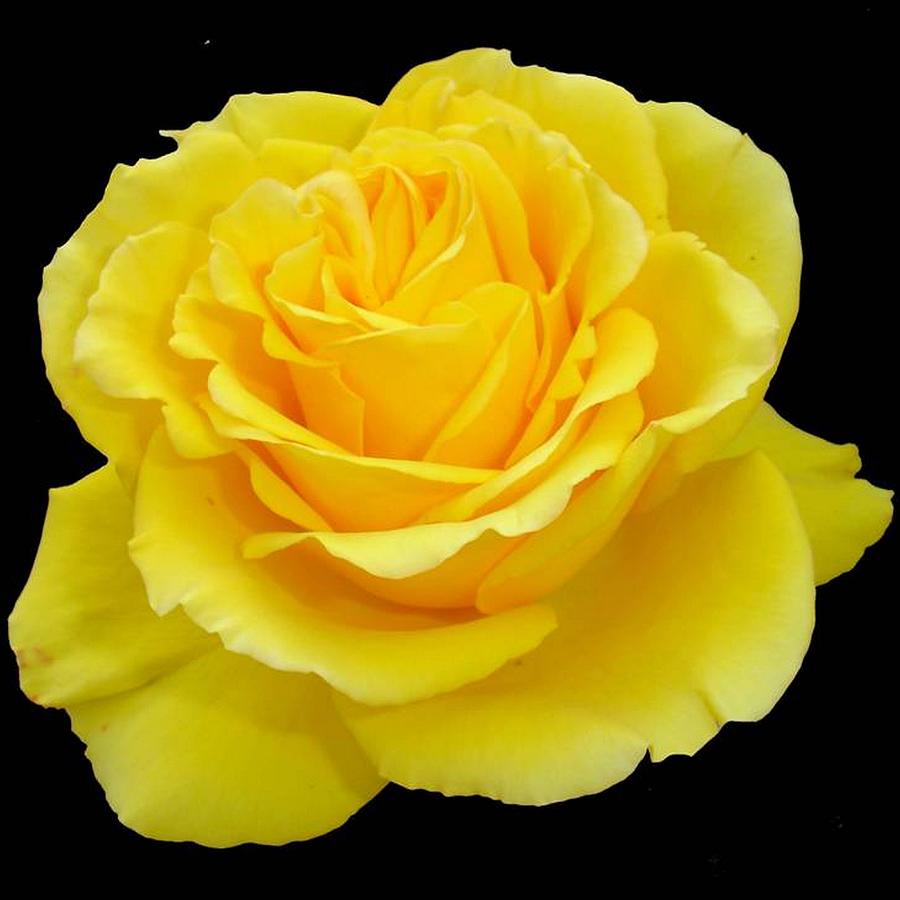 picture Beautiful Yellow Rose Background