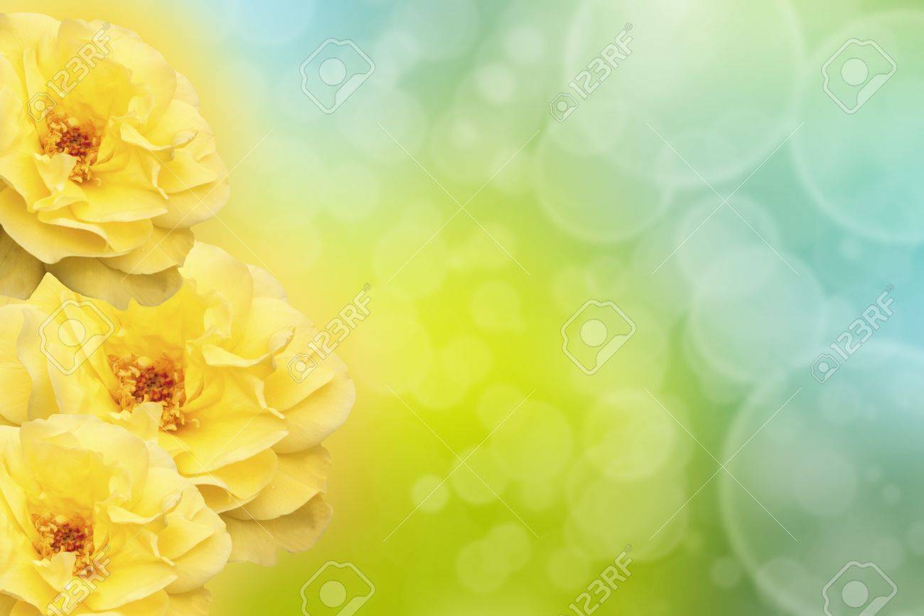 photo Beautiful Yellow Rose Background