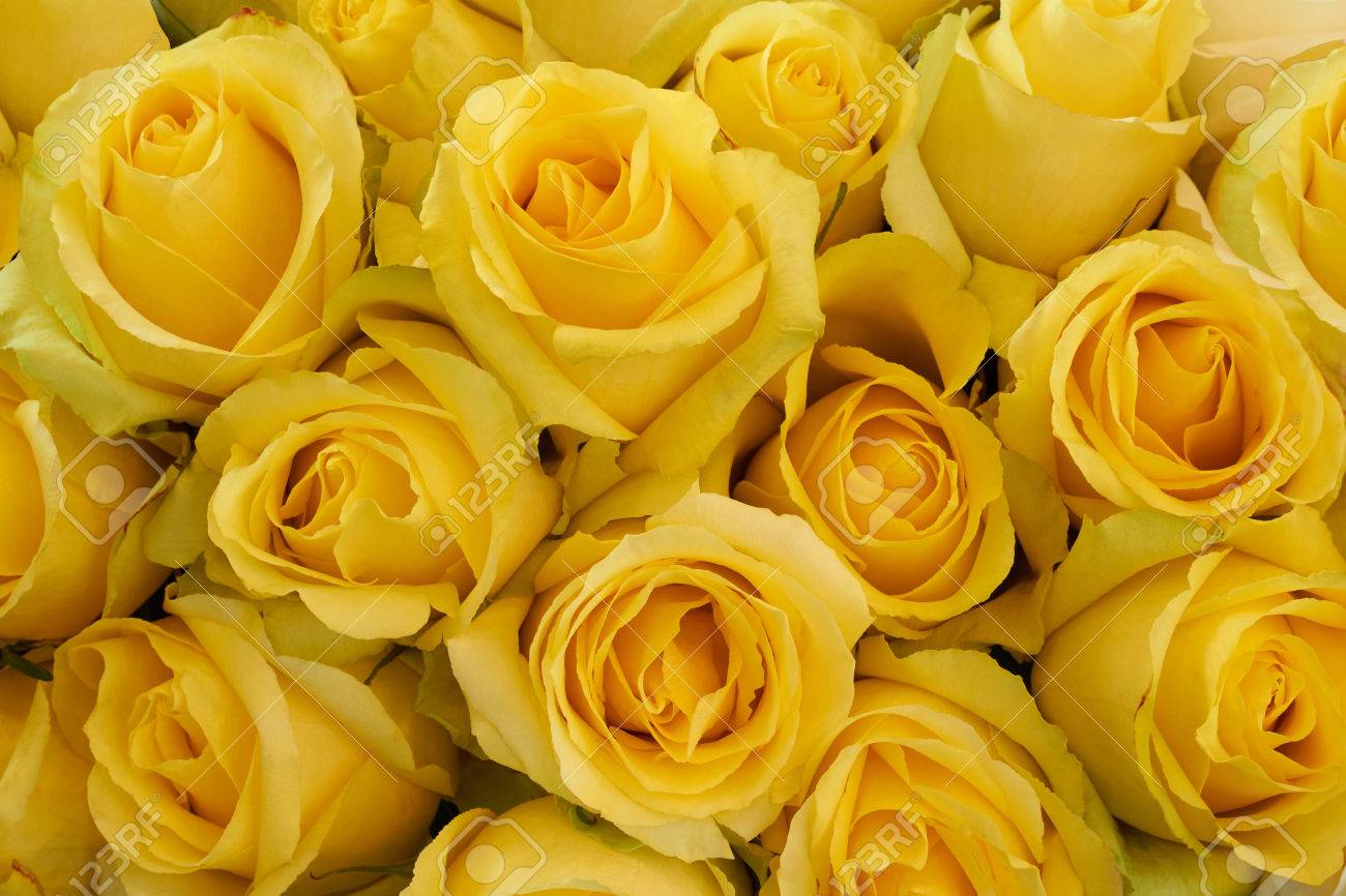 pics Beautiful Yellow Rose Background