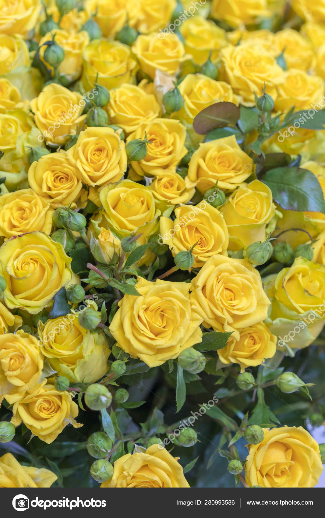 photo Beautiful Yellow Rose Background