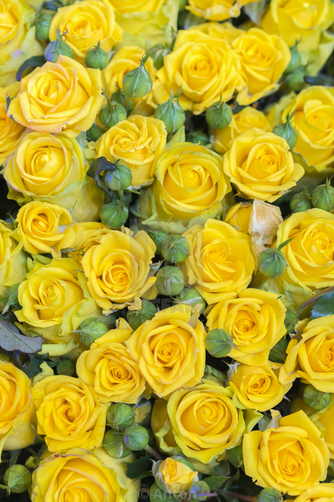 picture Beautiful Yellow Rose Background