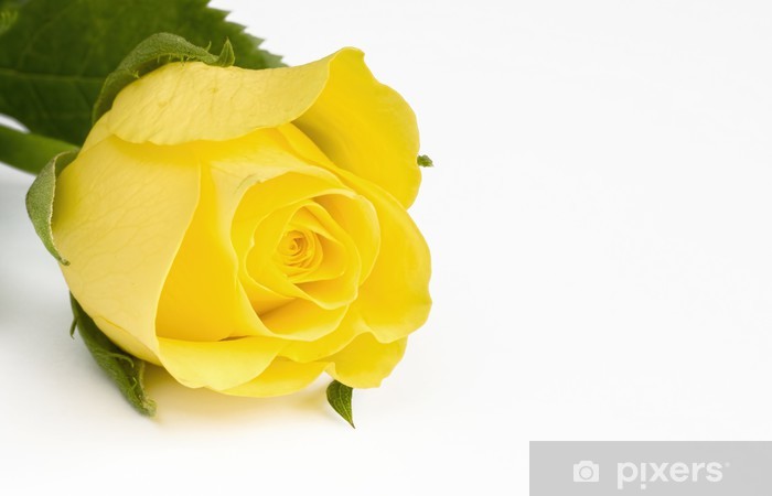 photo Beautiful Yellow Rose Background