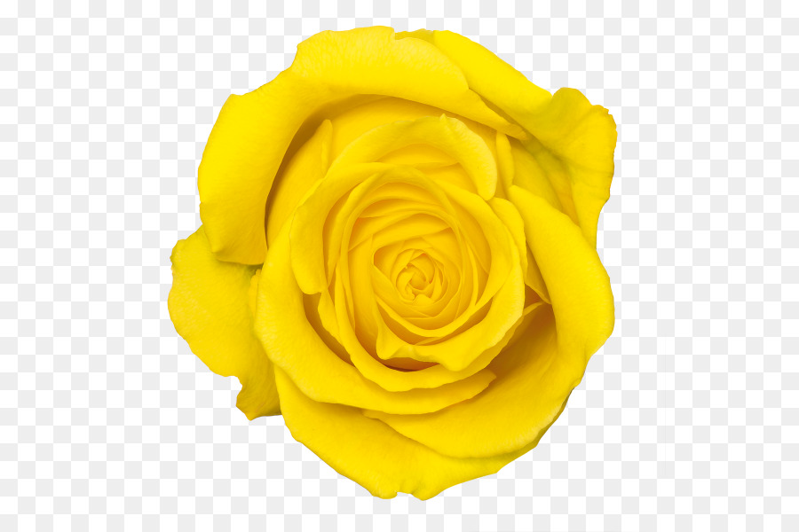 Featured image of post Beautiful Yellow Rose Png