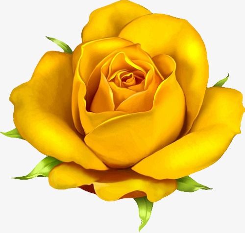 photo Beautiful Yellow Rose Png