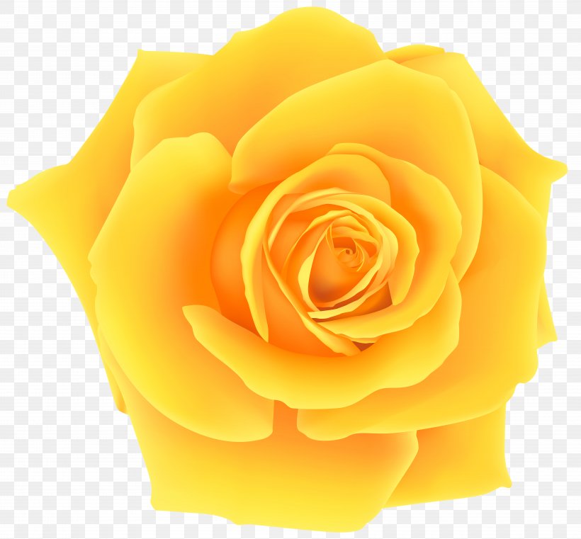 picture Beautiful Yellow Rose Png