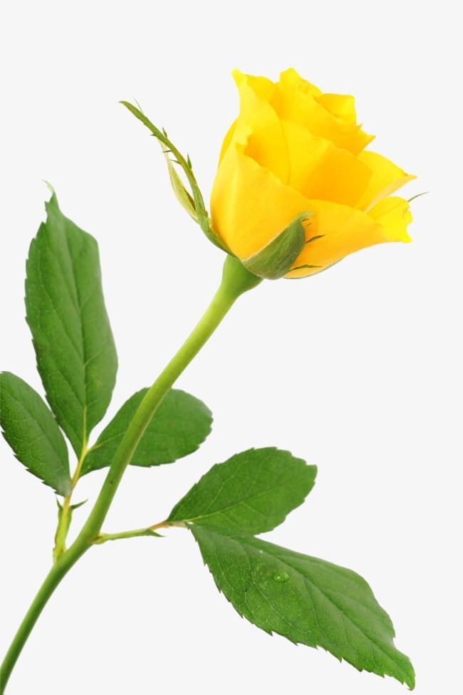 photo Beautiful Yellow Rose Png