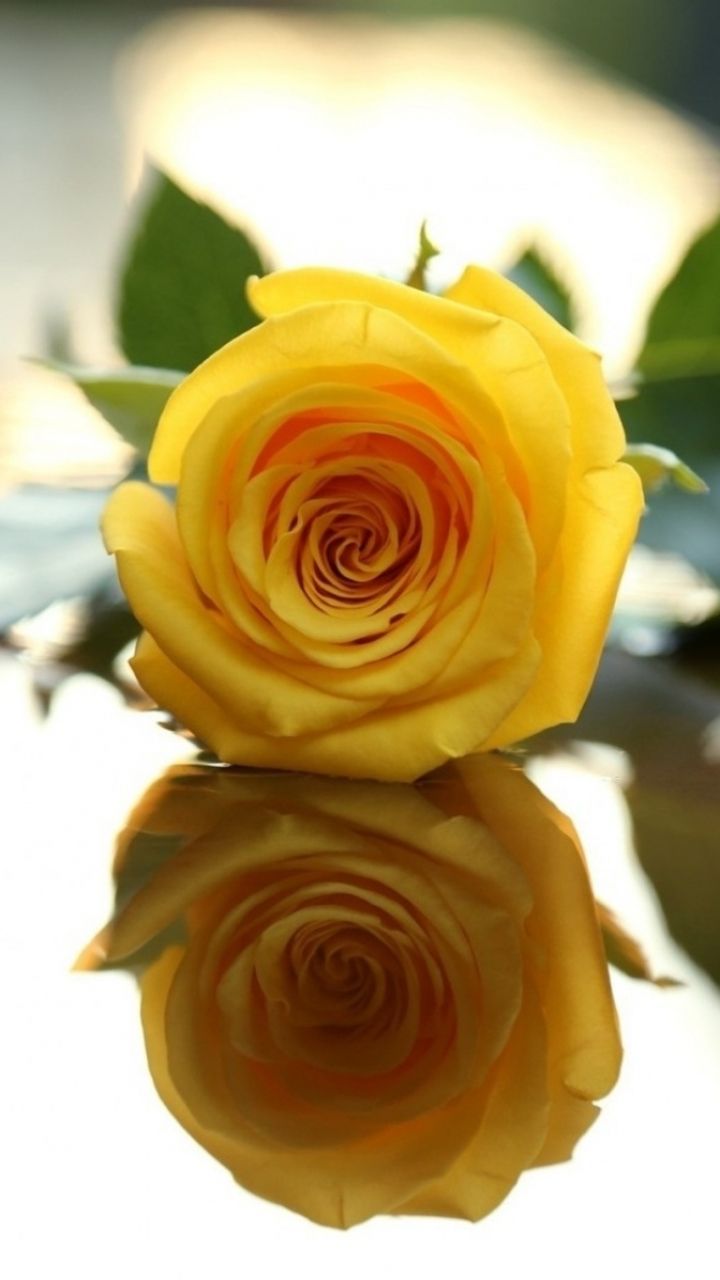 Featured image of post Beautiful Yellow Rose Wallpaper