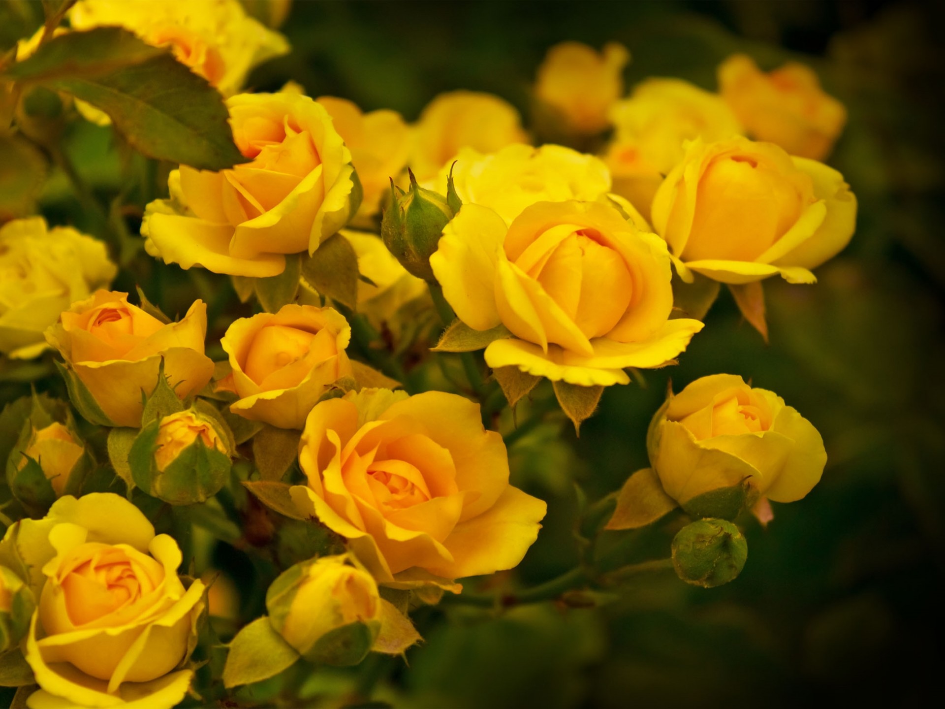 images Beautiful Yellow Rose Wallpaper