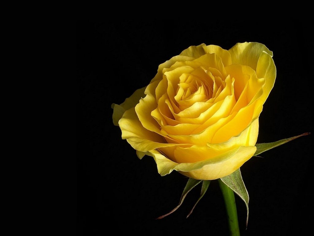 photo Beautiful Yellow Rose Wallpaper