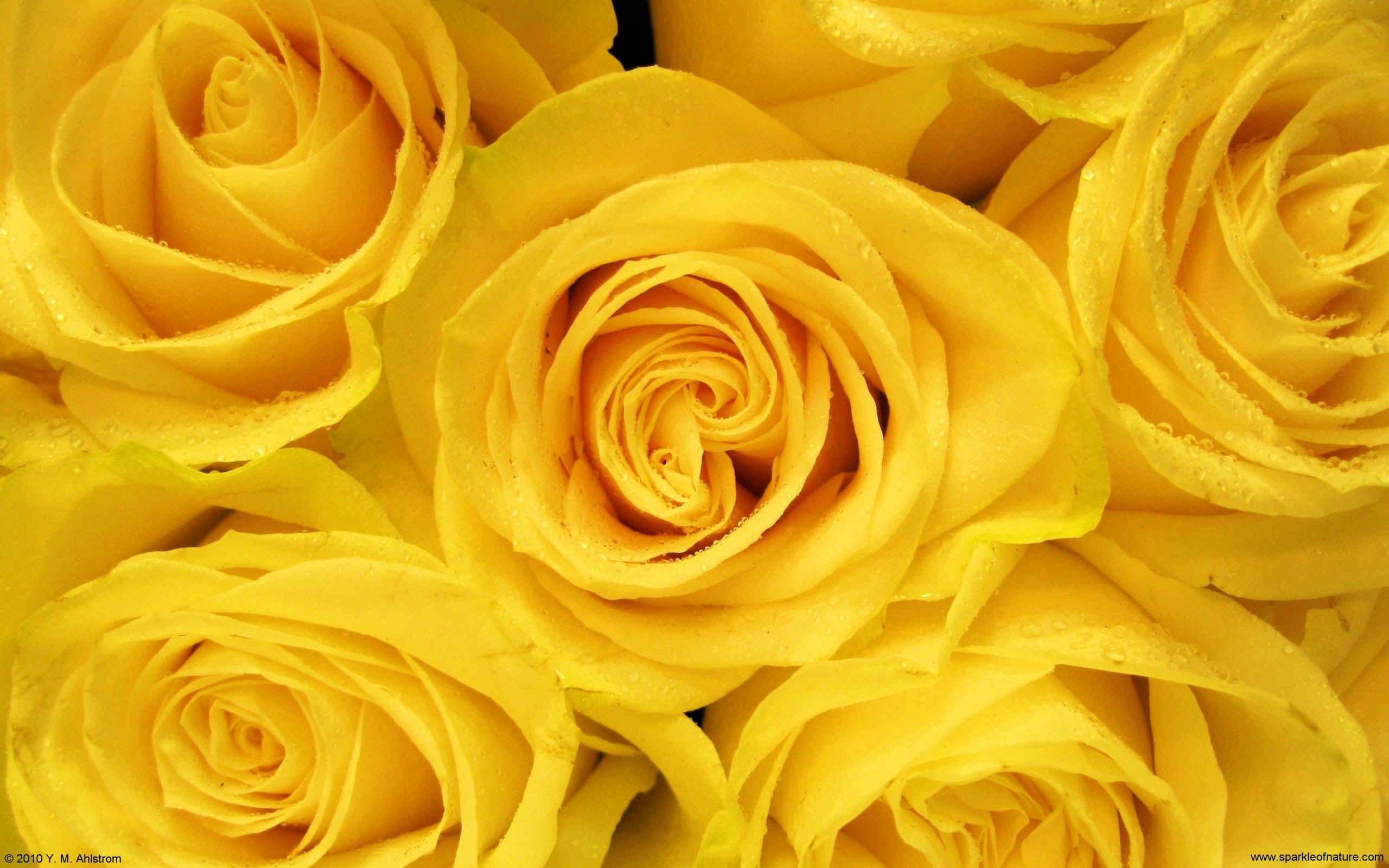 pix Beautiful Yellow Rose Wallpaper