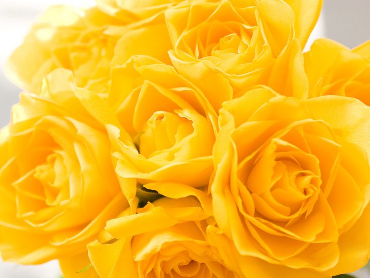 pics Beautiful Yellow Rose Wallpaper