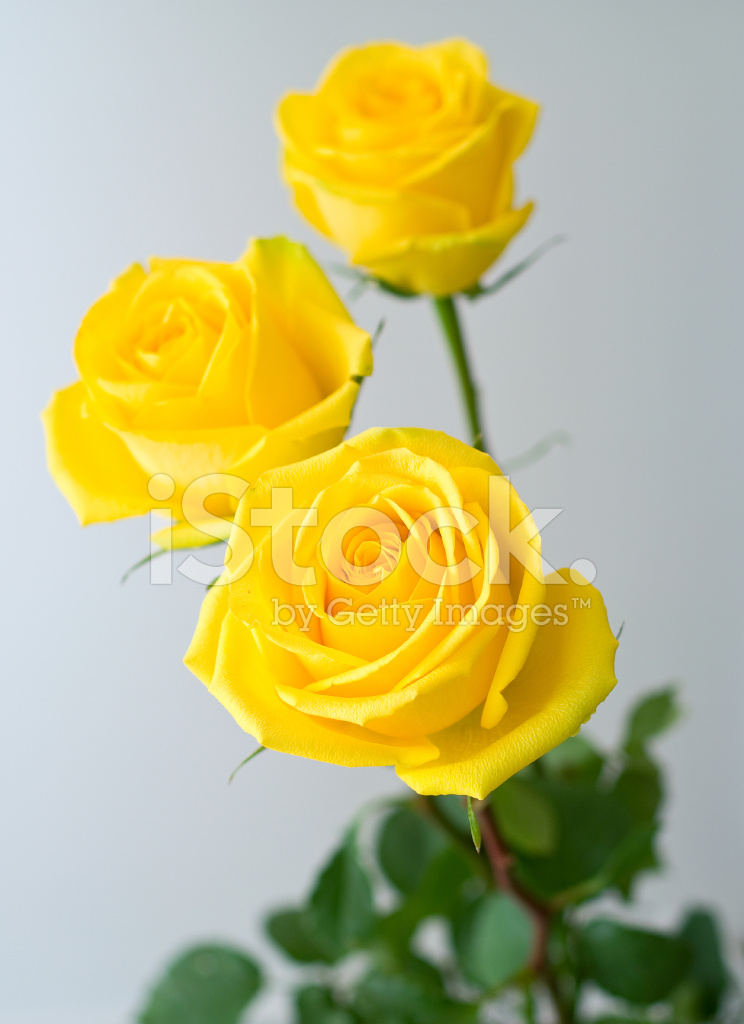 photo Beautiful Yellow Rose Wallpaper