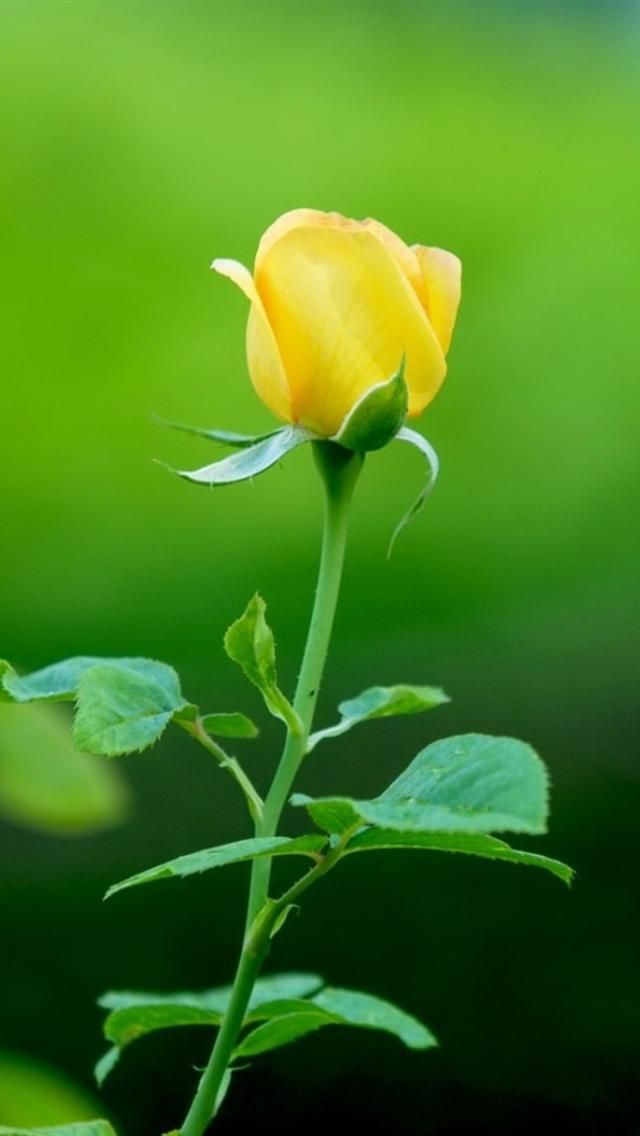 pix Beautiful Yellow Rose Wallpaper