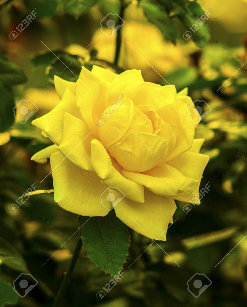 pics Beautiful Yellow Rose