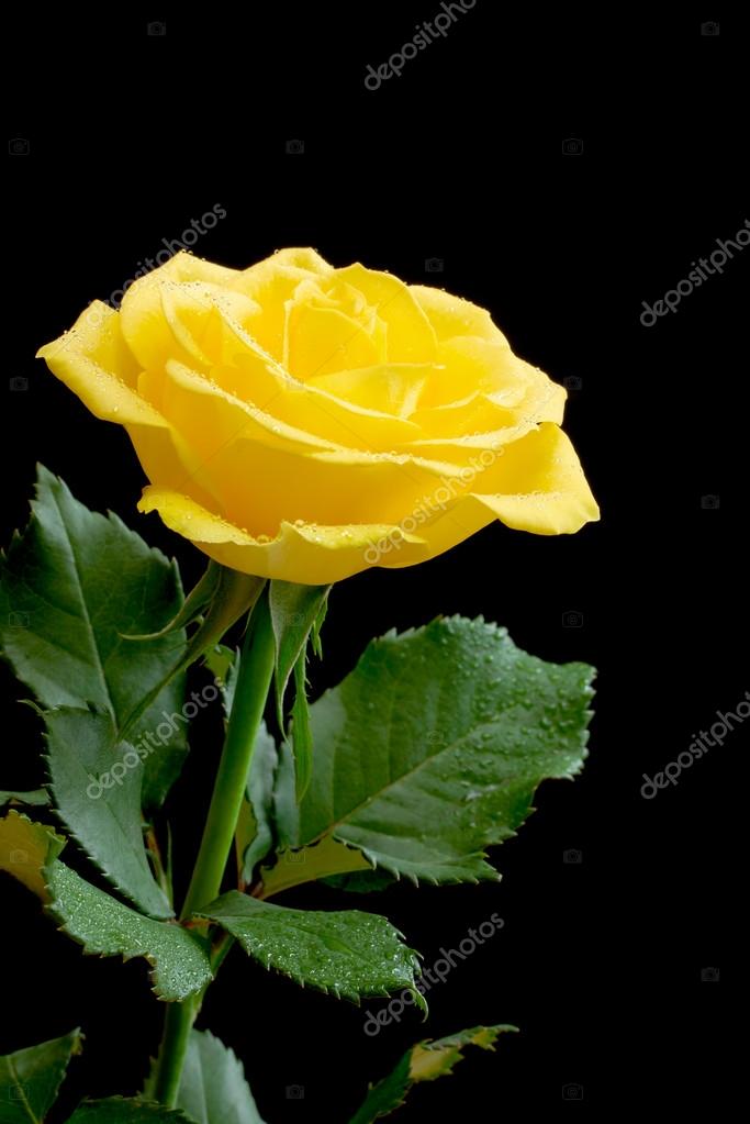 images Beautiful Yellow Rose