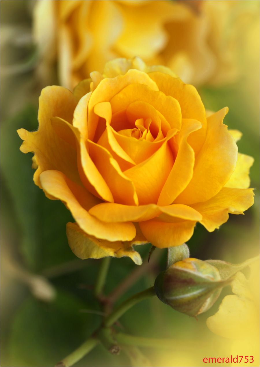 pix Beautiful Yellow Rose