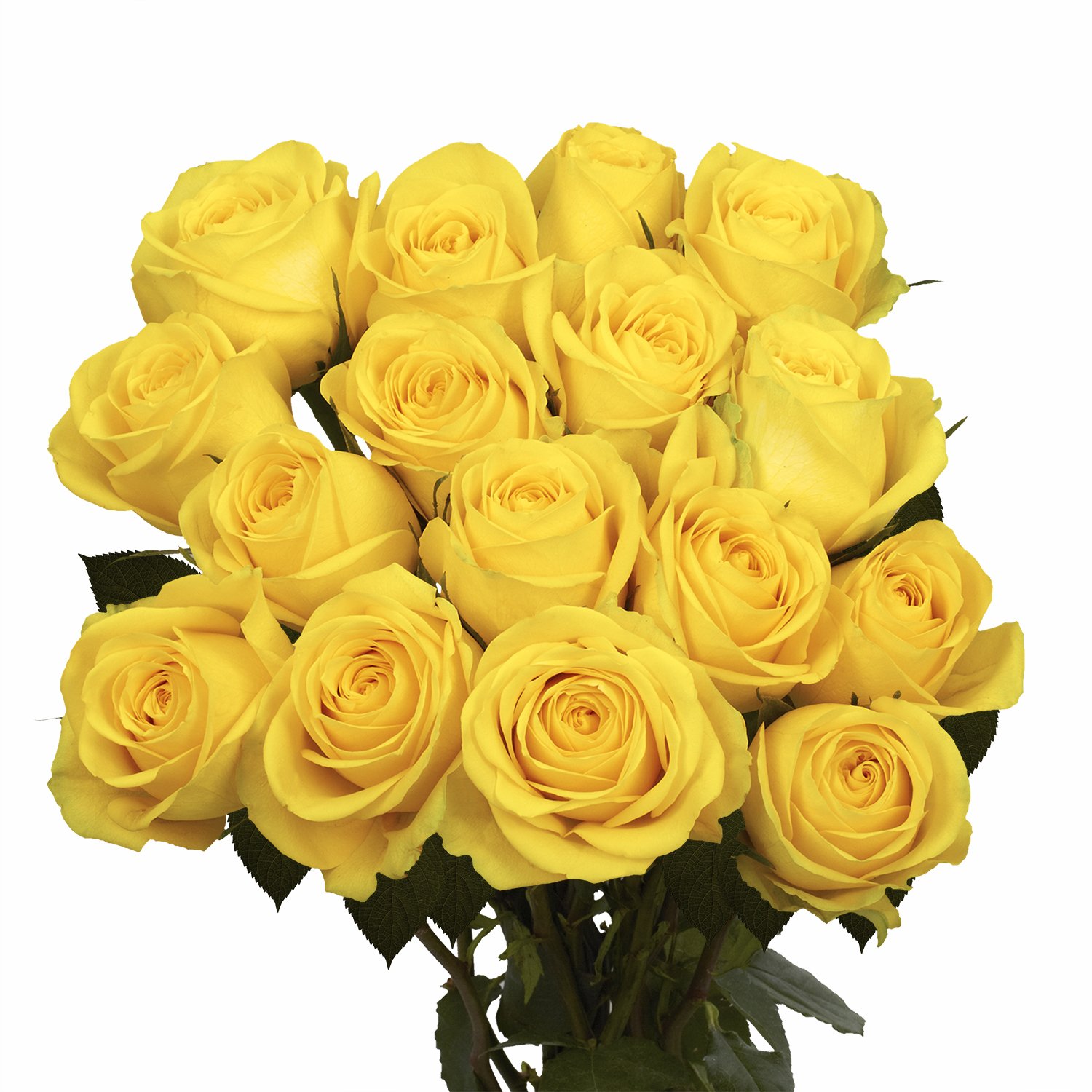 pix Beautiful Yellow Rose