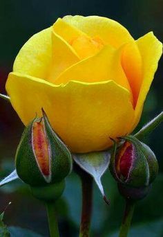 pix Beautiful Yellow Rose