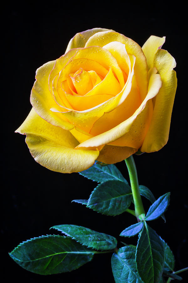 pic Beautiful Yellow Roses