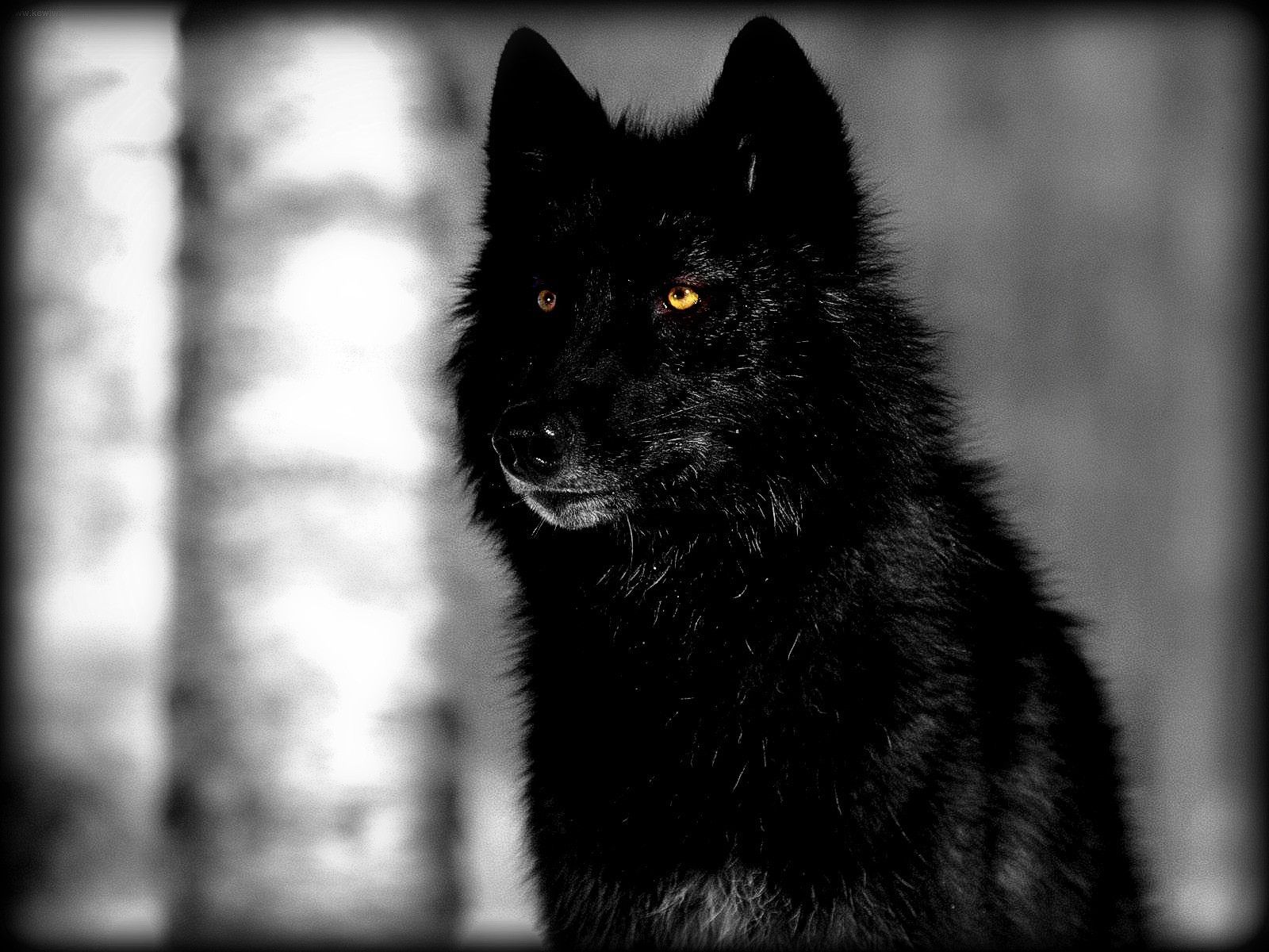 Featured image of post Big Black Wolf Wallpaper