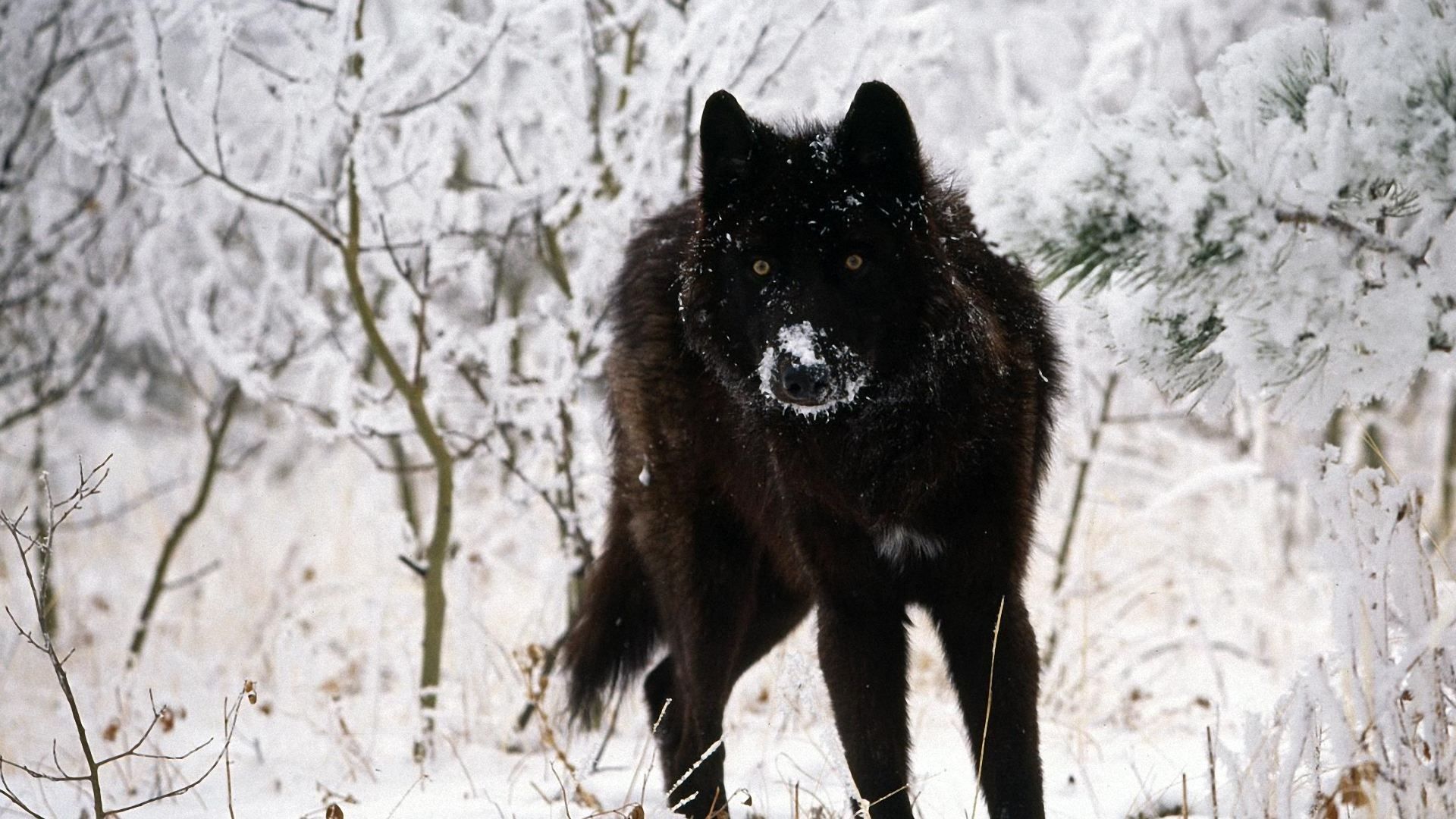 pic Big Black Wolf Wallpaper