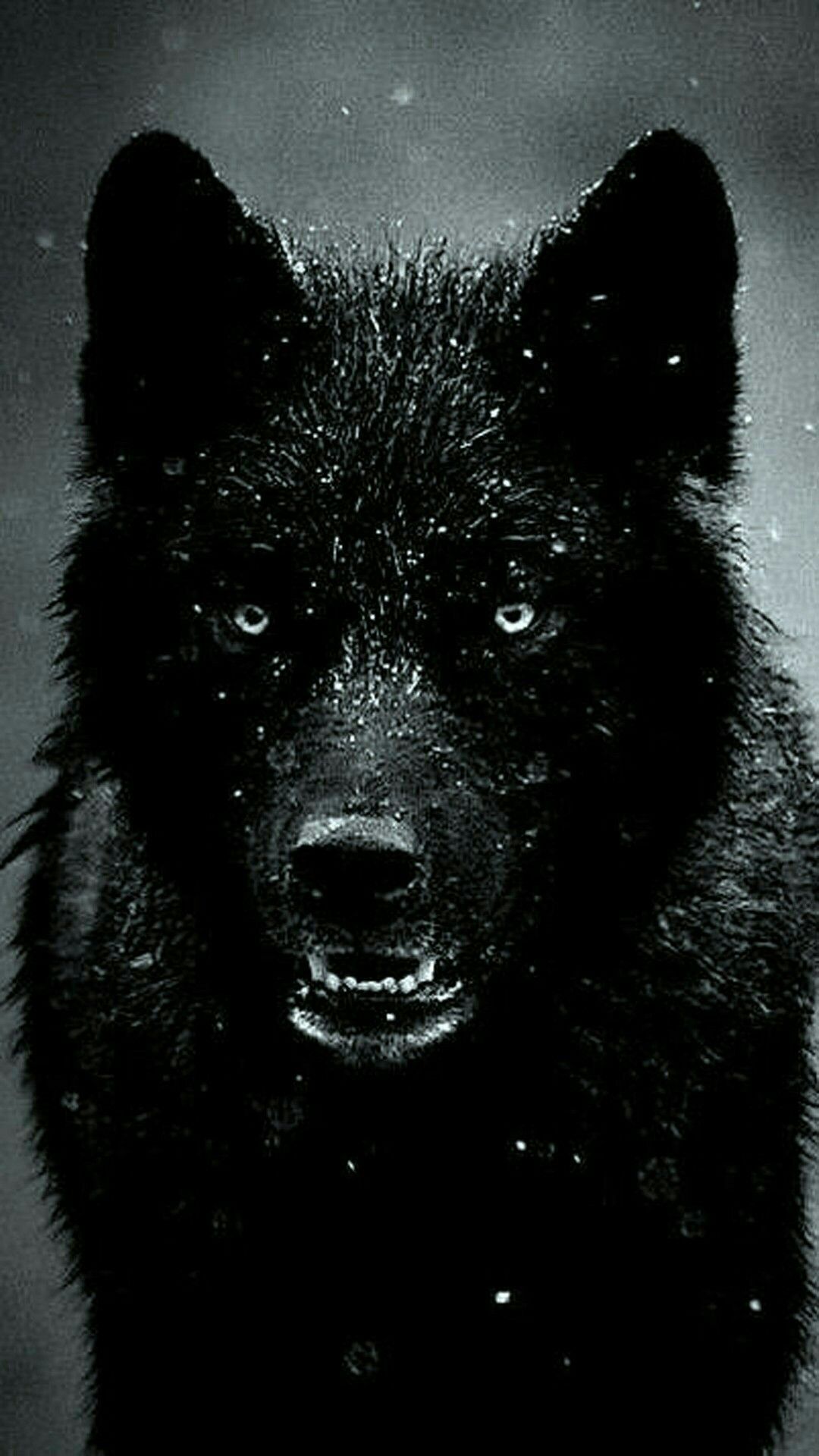 wallpapers Big Black Wolf Wallpaper