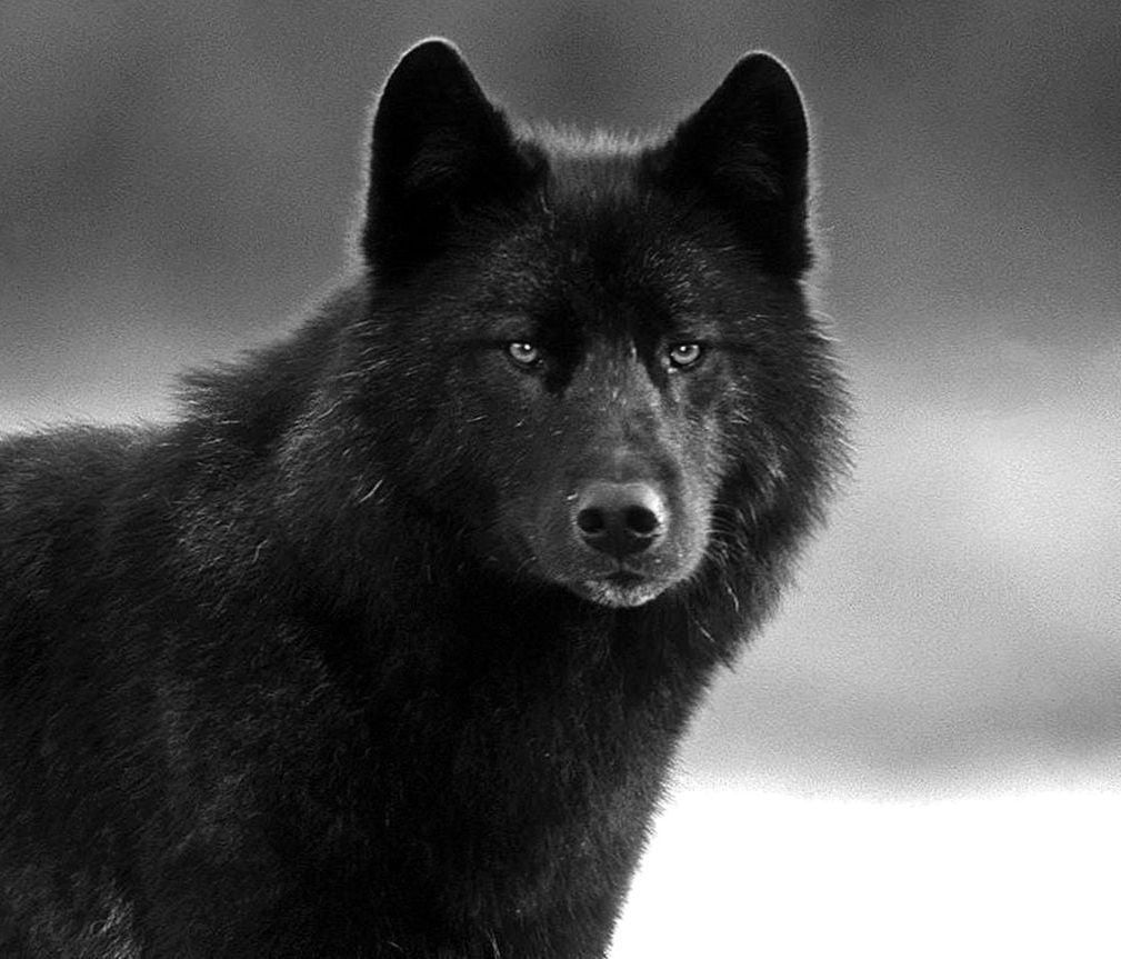 pic Big Black Wolf Wallpaper