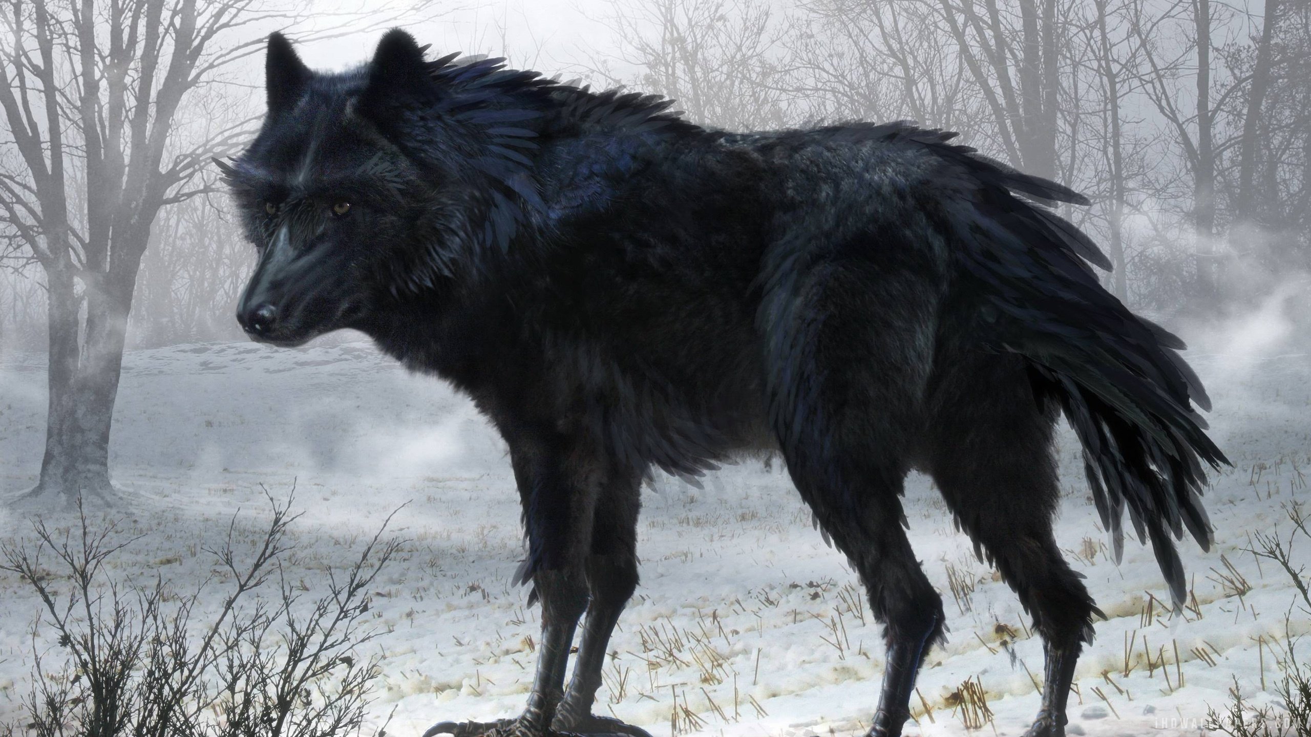 photo Big Black Wolf Wallpaper