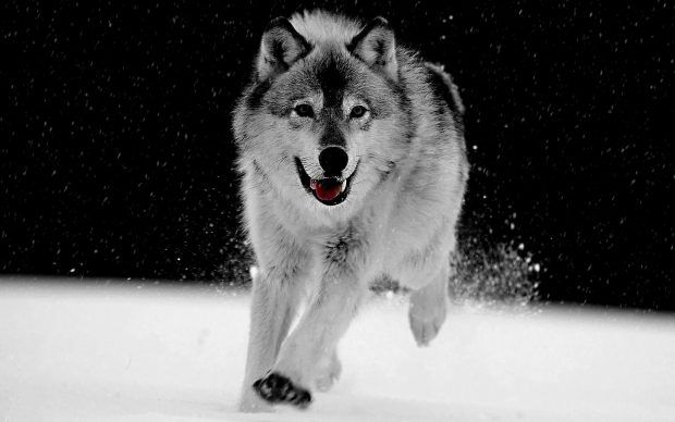 images Big Wolf Wallpaper