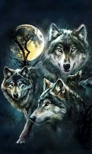 picture Big Wolf Wallpaper