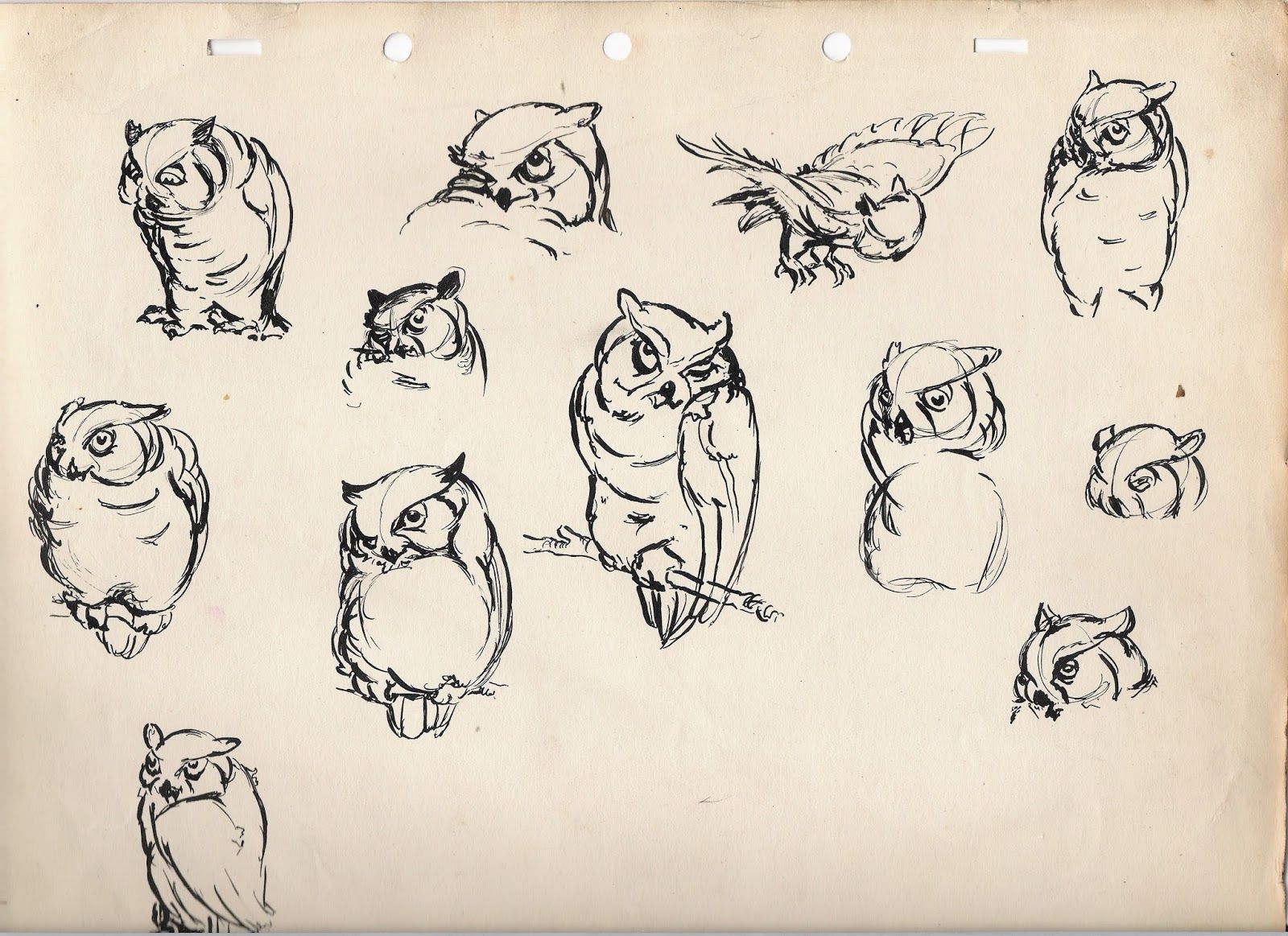 photo Disney Owl Drawing