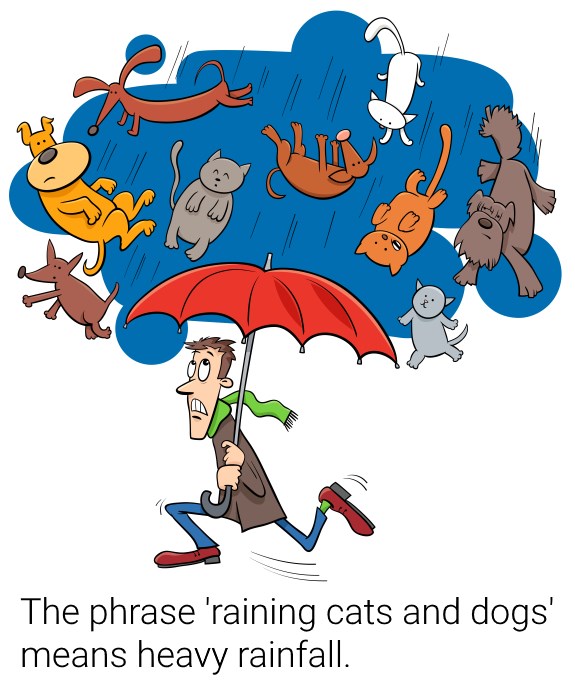 pic Rainning Cats And Dogs